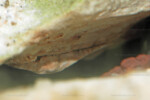 Neolamprologus pectoralis