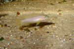 Neolamprologus pectoralis