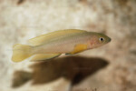 Neolamprologus pectoralis