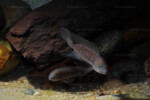 Neolamprologus pectoralis