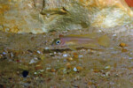 Neolamprologus pectoralis