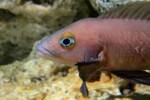 Neolamprologus pectoralis