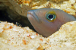 Neolamprologus pectoralis