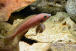 Neolamprologus pectoralis