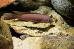 Neolamprologus pectoralis