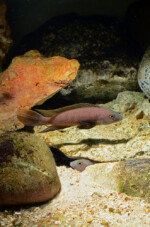 Neolamprologus pectoralis
