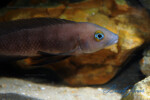 Neolamprologus pectoralis