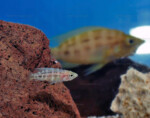 Neolamprologus prochilus 9 Neolamprologus prochilus