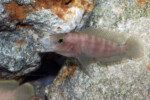 Neolamprologus prochilus 3 Neolamprologus prochilus