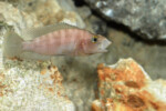 Neolamprologus prochilus 4 Neolamprologus prochilus