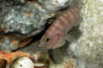 Neolamprologus prochilus 5 Neolamprologus prochilus