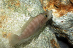Neolamprologus prochilus 7 Neolamprologus prochilus
