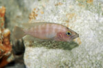 Neolamprologus prochilus en aquarium. Neolamprologus prochilus