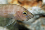 Neolamprologus prochilus 2 Neolamprologus prochilus