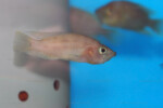 Neolamprologus prochilus 8 Neolamprologus prochilus