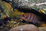 Neolamprologus savoryi 4 Neolamprologus savoryi