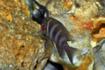 Neolamprologus savoryi 3 Neolamprologus savoryi