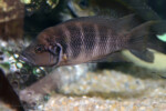 Neolamprologus savoryi 10 Neolamprologus savoryi