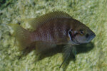 Neolamprologus savoryi 12 Neolamprologus savoryi