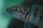 Neolamprologus savoryi 13 Neolamprologus savoryi