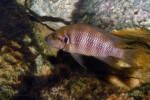 Neolamprologus savoryi 5 Neolamprologus savoryi