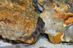 Neolamprologus savoryi 2 Neolamprologus savoryi