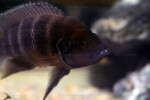 Neolamprologus savoryi 6 Neolamprologus savoryi