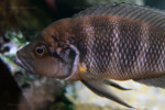 Neolamprologus savoryi 7 Neolamprologus savoryi