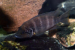 Neolamprologus savoryi 8 Neolamprologus savoryi