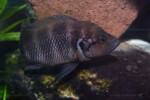 Neolamprologus savoryi 9 Neolamprologus savoryi