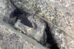 Neolamprologus savoryi 20 Neolamprologus savoryi