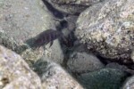 Neolamprologus savoryi 21 Neolamprologus savoryi