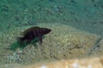 Neolamprologus savoryi 18 Neolamprologus savoryi