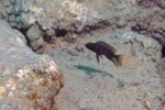 Neolamprologus savoryi 17 Neolamprologus savoryi