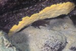 Neolamprologus savoryi 22 Neolamprologus savoryi