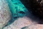 Neolamprologus savoryi 16 Neolamprologus savoryi