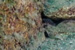 Neolamprologus savoryi 14 Neolamprologus savoryi