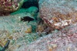 Neolamprologus savoryi 15 Neolamprologus savoryi