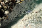 Neolamprologus savoryi 23 Neolamprologus savoryi