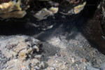 Neolamprologus savoryi 24 Neolamprologus savoryi