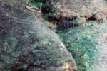 Neolamprologus savoryi 19 Neolamprologus savoryi