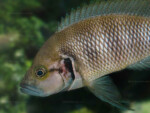 Neolamprologus savoryi 11 Neolamprologus savoryi