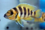 Neolamprologus sexfasciatus 3 Neolamprologus sexfasciatus jaune