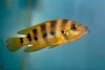 Neolamprologus sexfasciatus 4 Neolamprologus sexfasciatus jaune