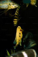 Neolamprologus sexfasciatus 7 Neolamprologus sexfasciatus jaune