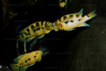 Neolamprologus sexfasciatus 9 Neolamprologus sexfasciatus jaune