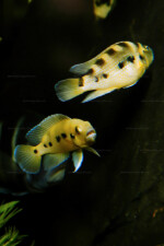 Neolamprologus sexfasciatus 8 Neolamprologus sexfasciatus jaune