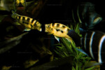 Neolamprologus sexfasciatus 10 Neolamprologus sexfasciatus jaune