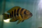 Neolamprologus sexfasciatus 5 Neolamprologus sexfasciatus jaune