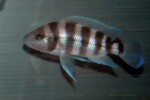 Neolamprologus sexfasciatus 11 Neolamprologus sexfasciatus bleu